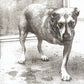 ALICE IN CHAINS / ALICE IN CHAINS
