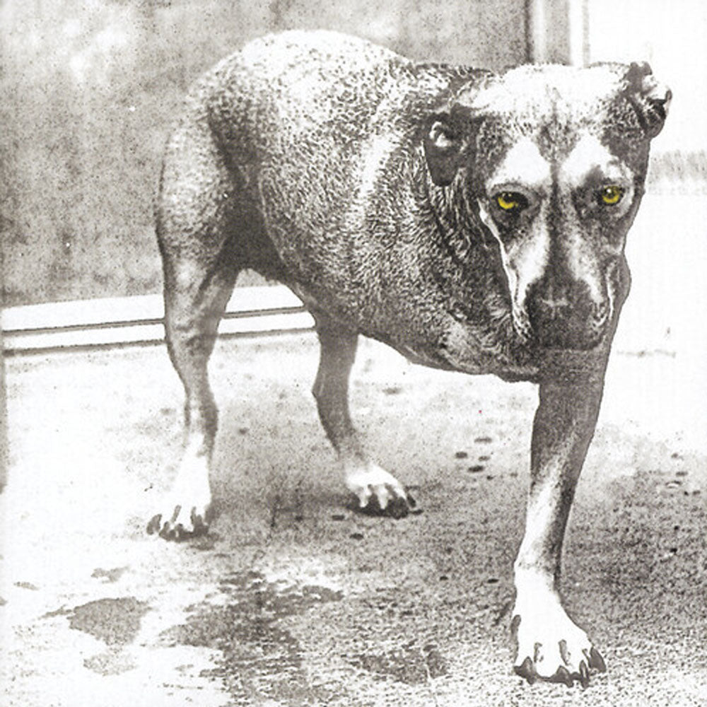 ALICE IN CHAINS / ALICE IN CHAINS